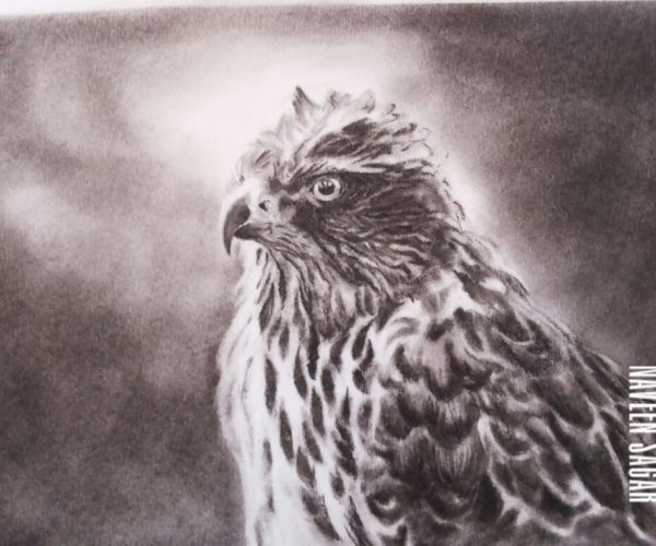 naveen sagar drawing15